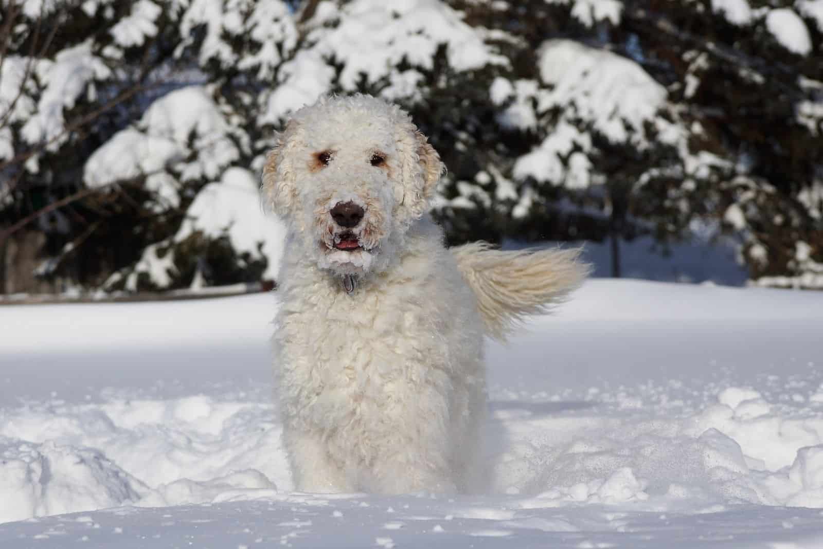 goldendoodle cream inglés de pie en la nieve del invierno al aire libre