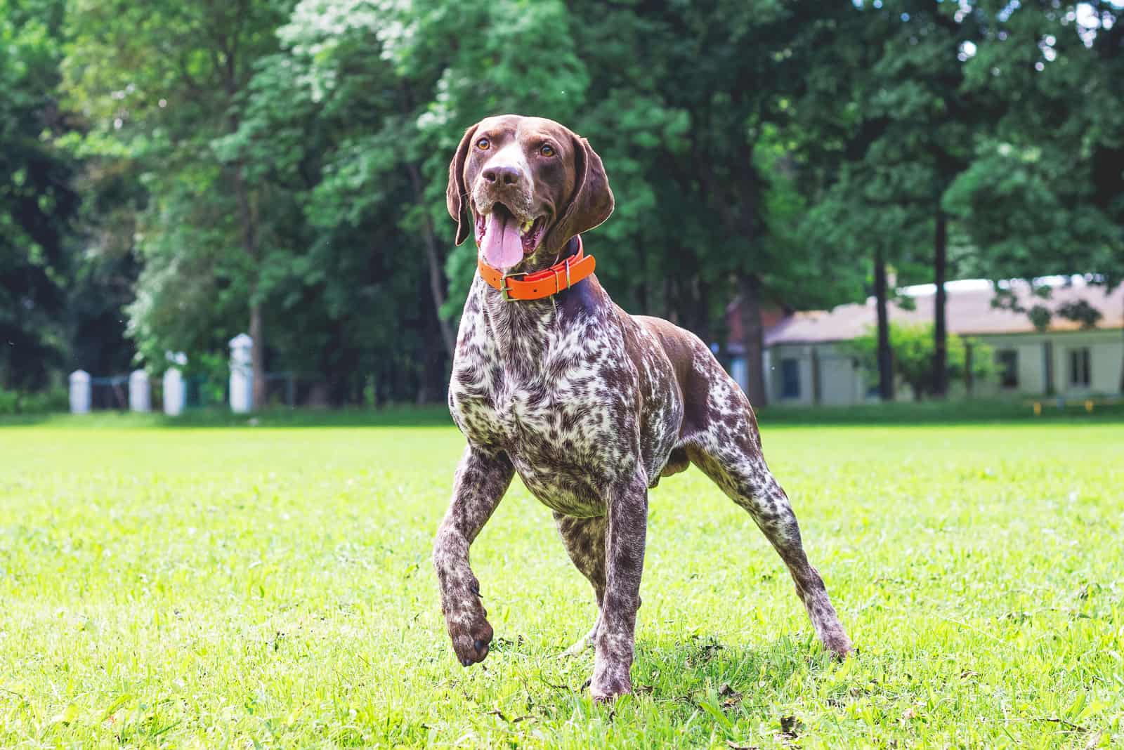 El German Shorthaired Pointer camina por el campo