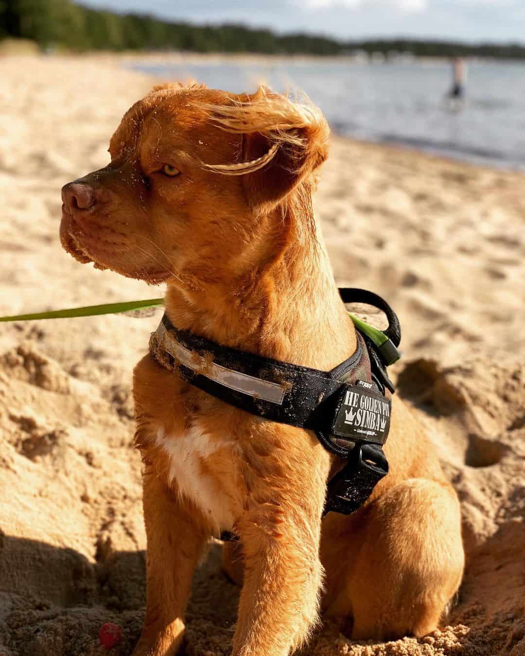 El perro mezcla de Golden Retriever y Pitbull en la playa