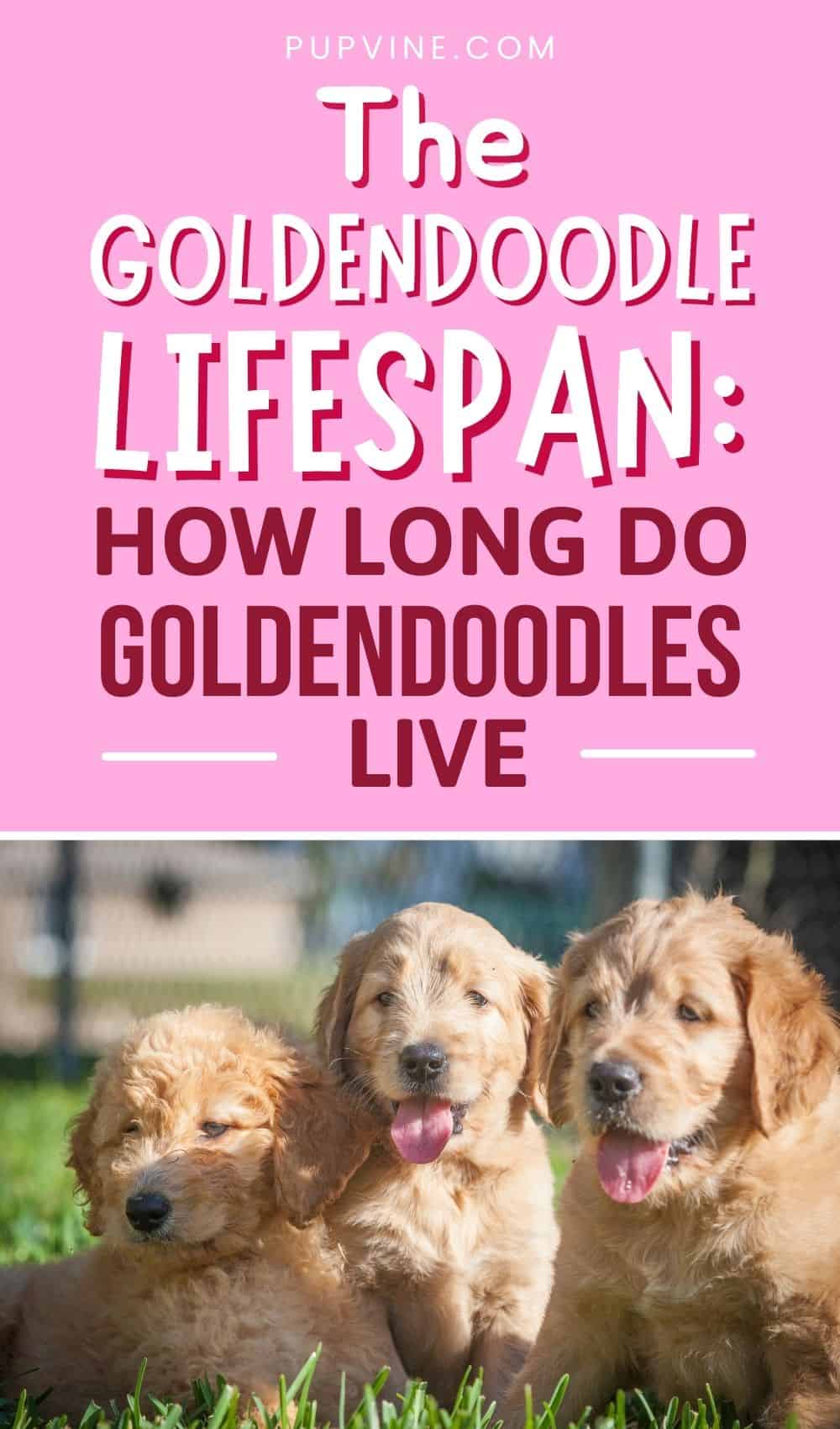 La esperanza de vida del Goldendoodle Cuánto tiempo viven los Goldendoodles