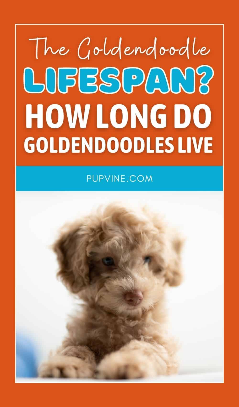 La esperanza de vida del Goldendoodle: ¿Cuánto tiempo viven los Goldendoodles?