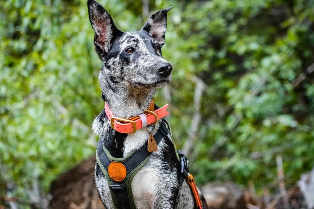 El Perro del Árbol Colgante sentado afuera
