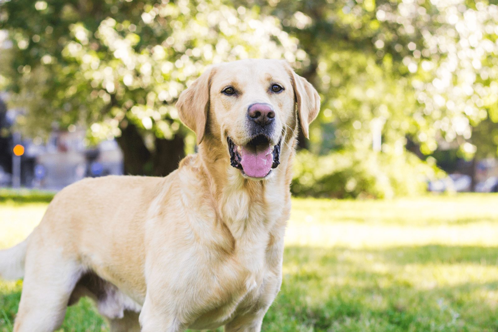 El Labrador está de pie con la lengua fuera