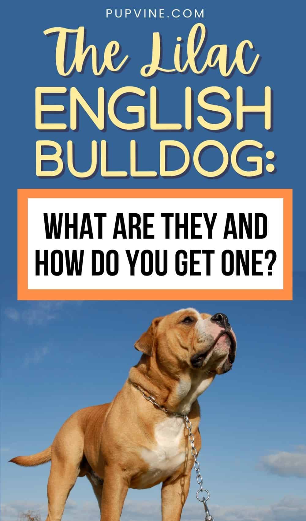 El Bulldog Inglés Lila: ¿Qué Son y Cómo Obtener Uno?