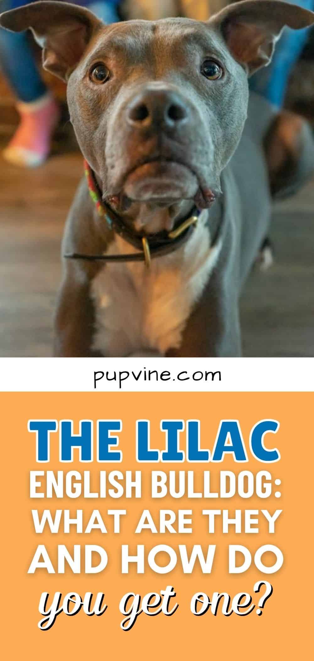 El Bulldog Inglés Lila: ¿Qué Son y Cómo Obtener Uno?