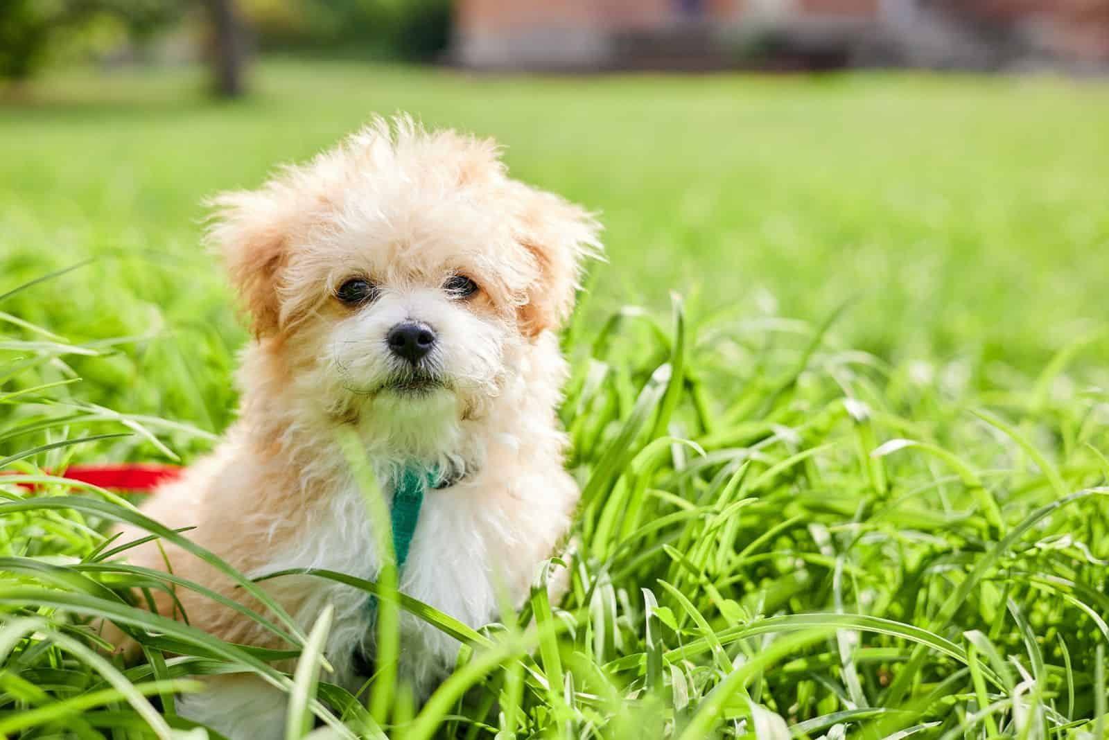 Maltipoo