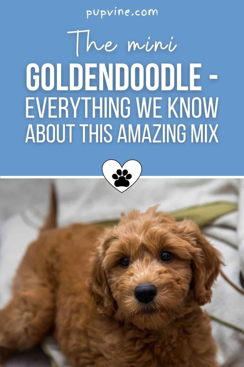 ¿Los Goldendoodles Muden Pelo? ¿Son Realmente Hipoalergénicos?
