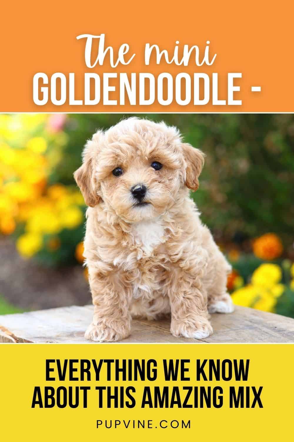 El Mini Goldendoodle - Todo lo que sabemos sobre esta increíble mezcla
