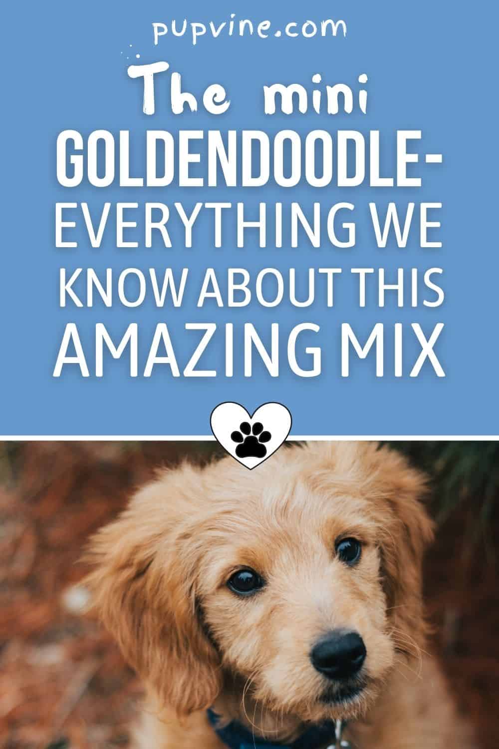 El Mini Goldendoodle - Todo lo que sabemos sobre esta increíble mezcla