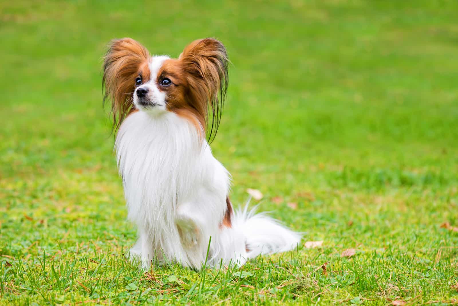 El Papillon sentado en la hierba
