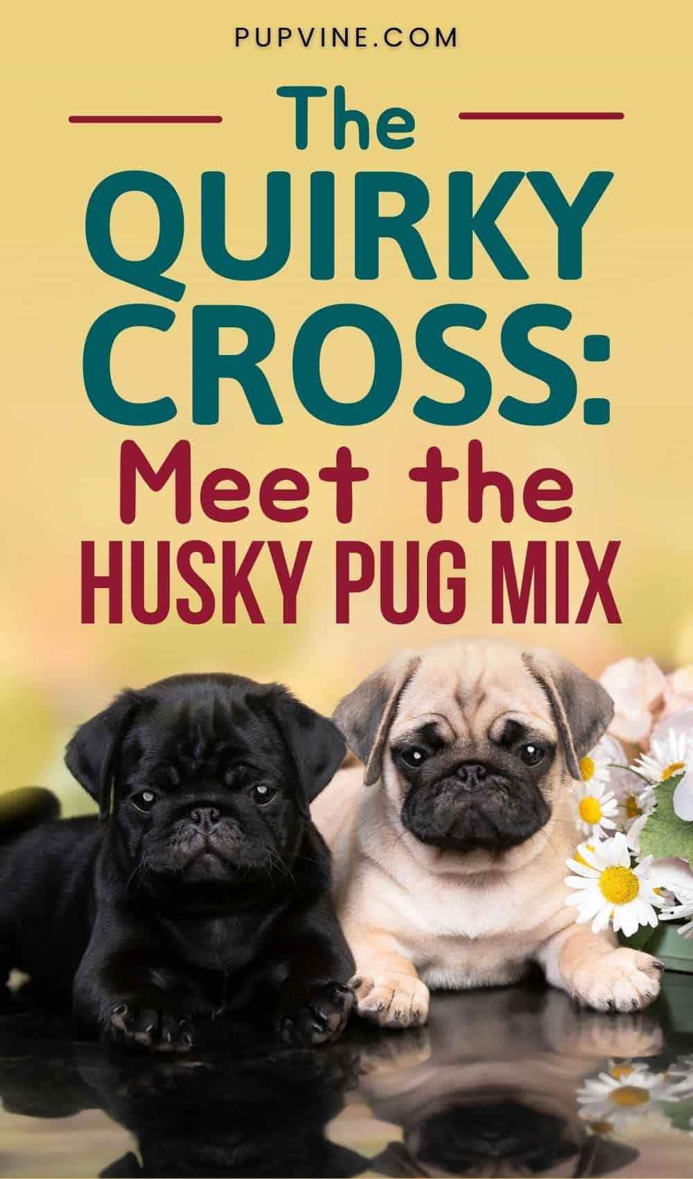 El Cruce Peculiar: Conoce la Mezcla de Husky y Pug