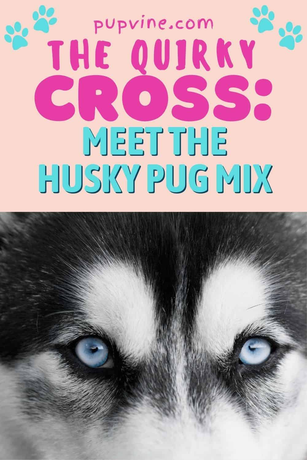El Cruce Peculiar: Conoce la Mezcla de Husky y Pug