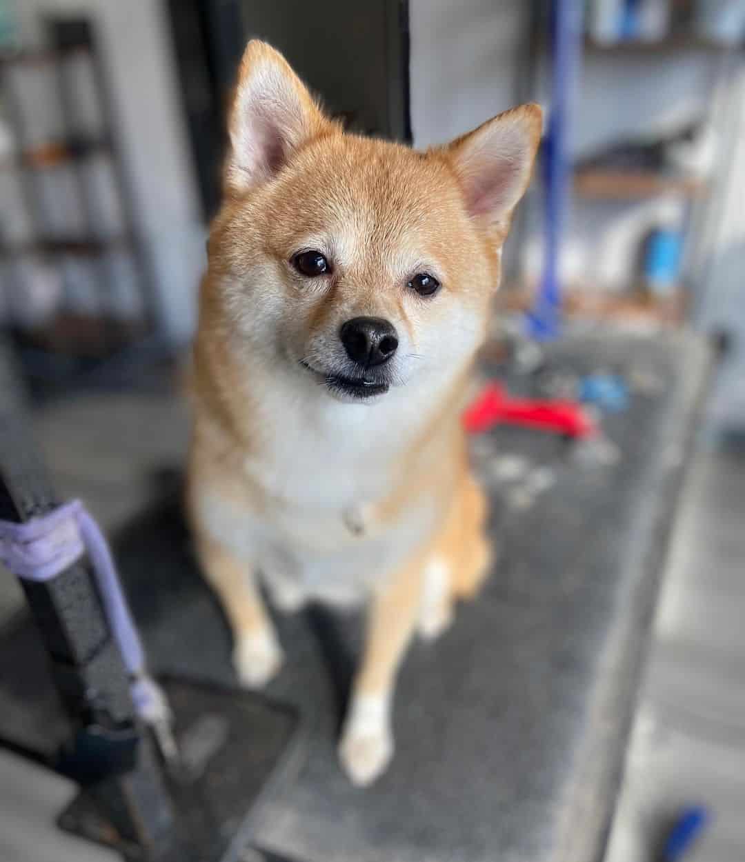 El cruce de Shiba Inu Pomeranian posando para foto
