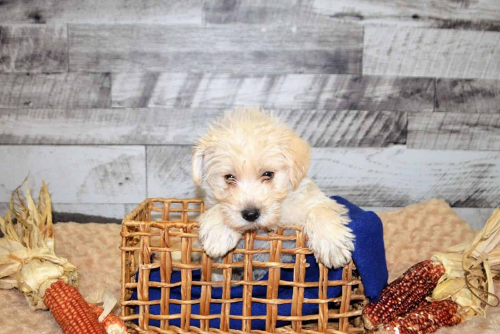 Westiepoo