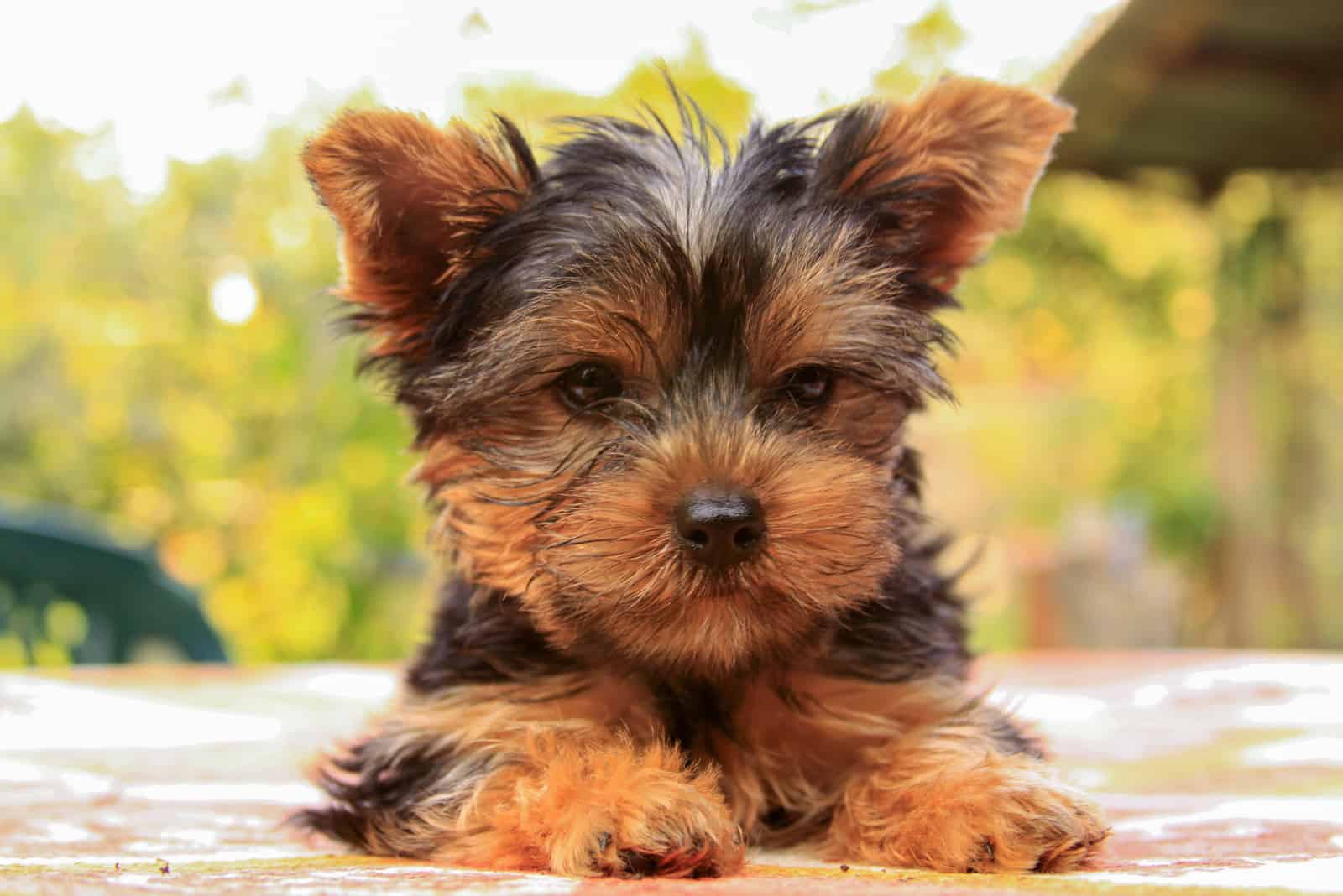 El Yorkshire Terrier está recostado y descansando