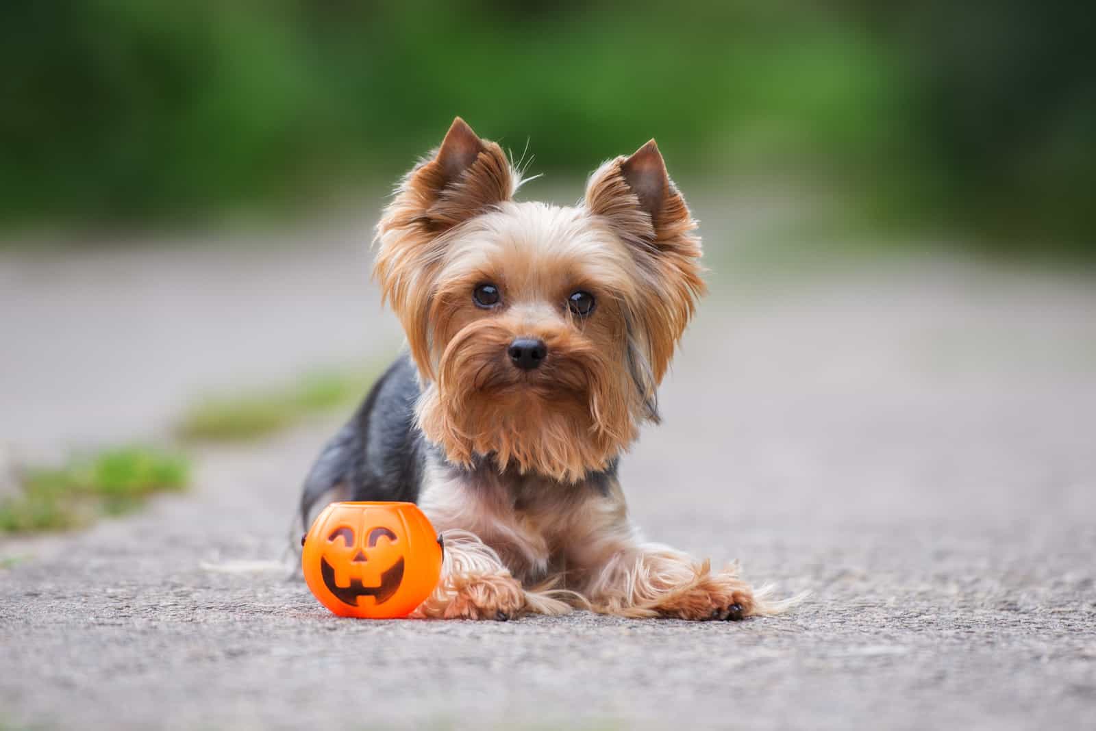 El Yorkshire Terrier está al lado del juguete