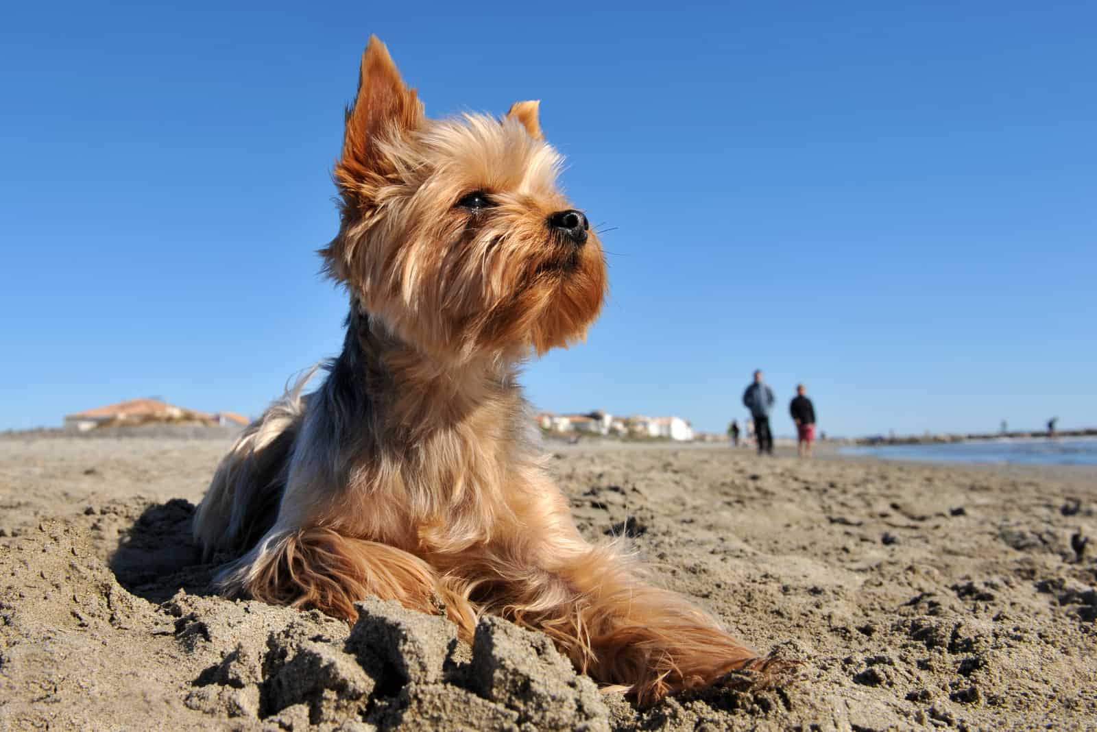 El Yorkshire Terrier está acostado en la playa