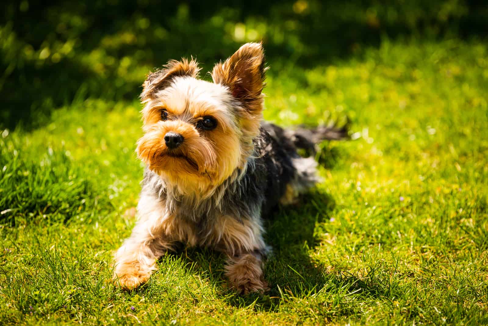 El Yorkshire Terrier yace en la hierba