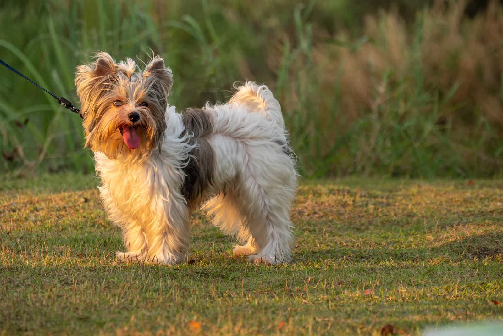 El Yorkshire Terrier está de pie sobre la hierba