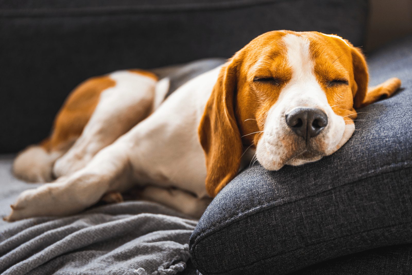 El beagle está acostado en el sofá y durmiendo