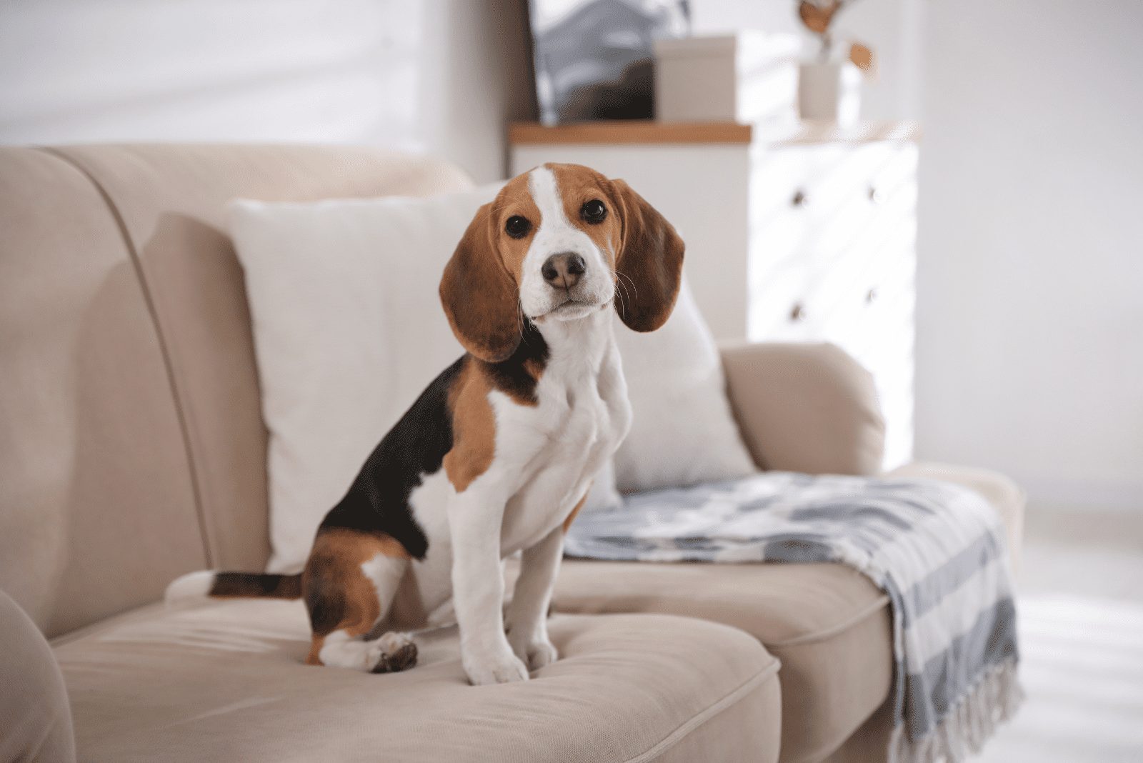 El beagle está sentado en el sofá
