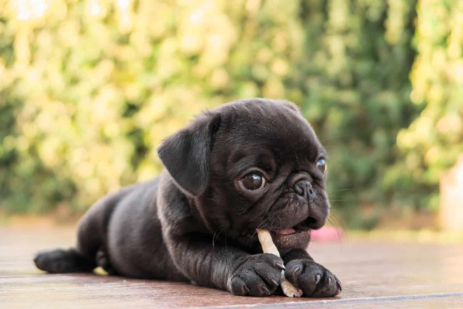 El cachorro pug negro acostado para comer un bocadillo de perro sobre un suelo de madera