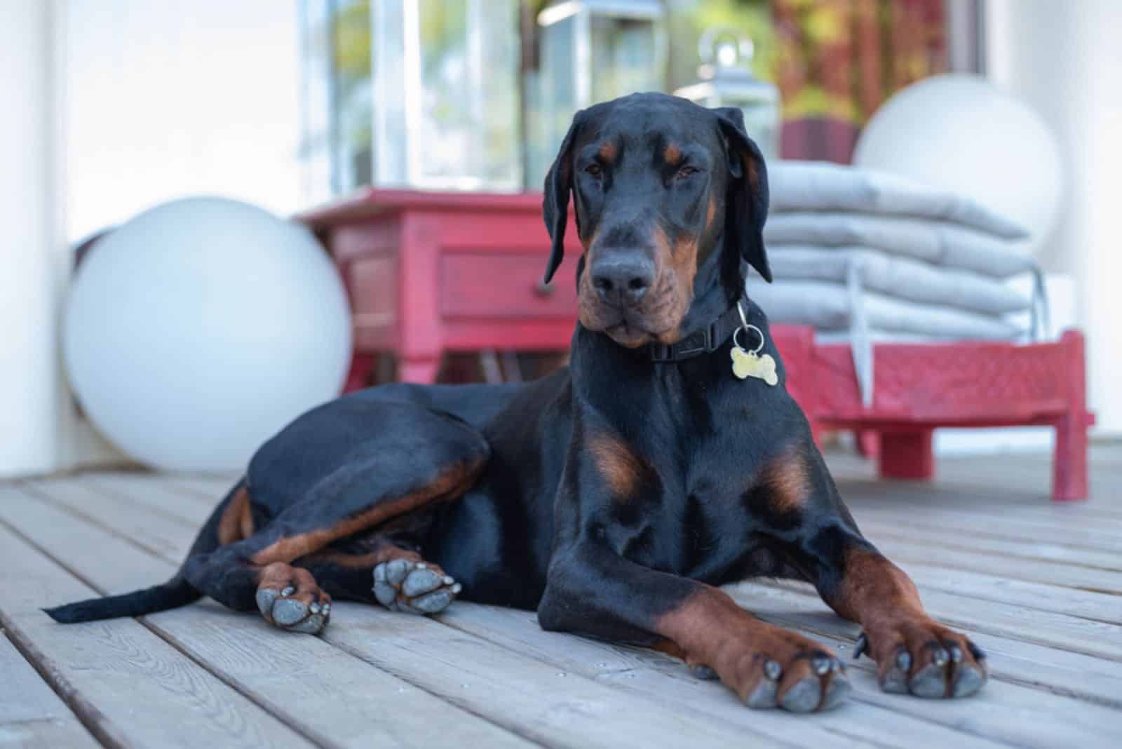 Tres Doberman Pincher relajándose en el parque de otoño