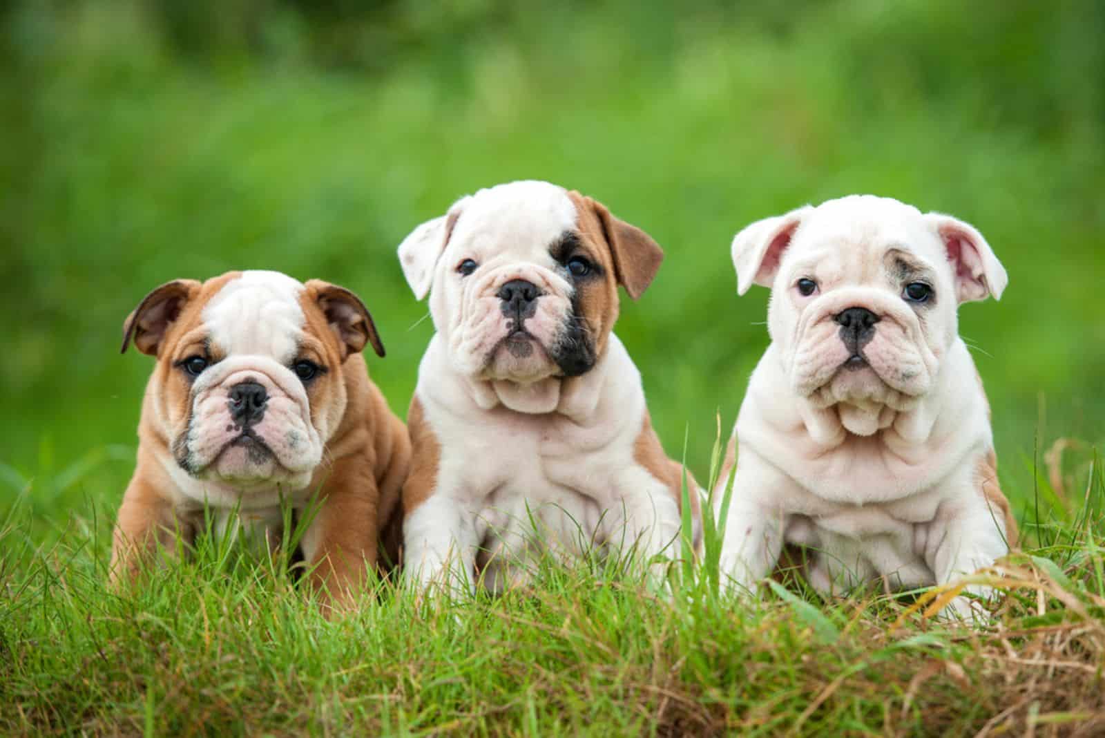 Tres cachorros de bulldog inglés sentados en el césped