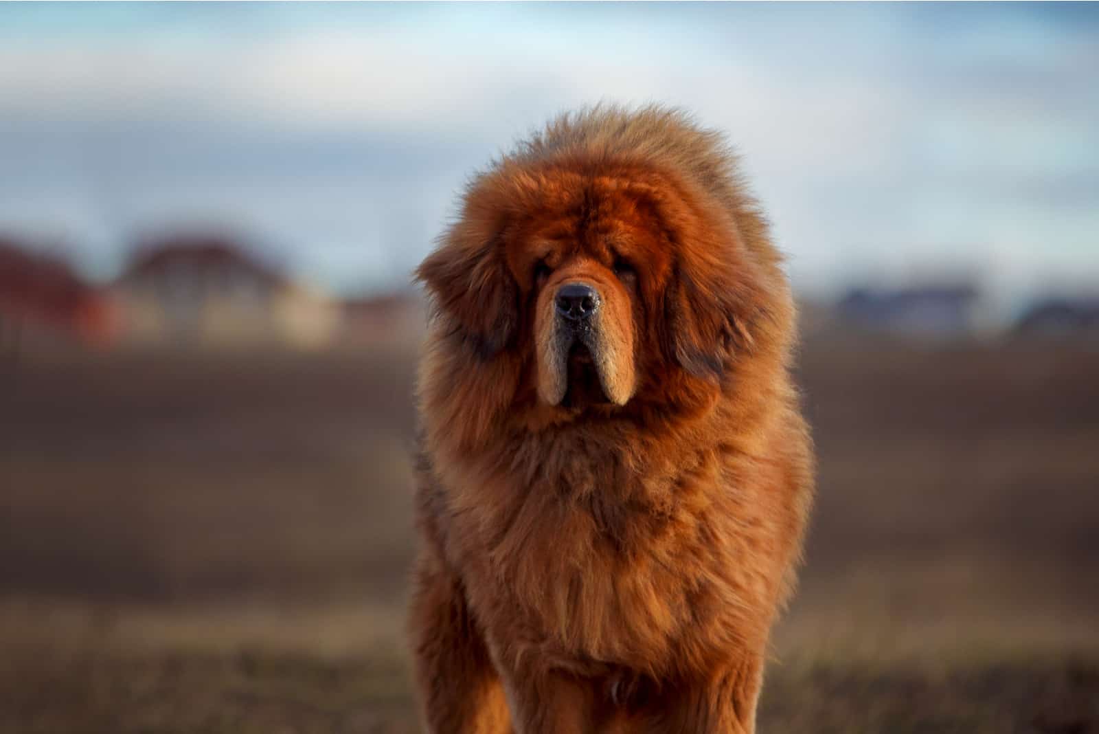 Mastín Tibetano de pie afuera