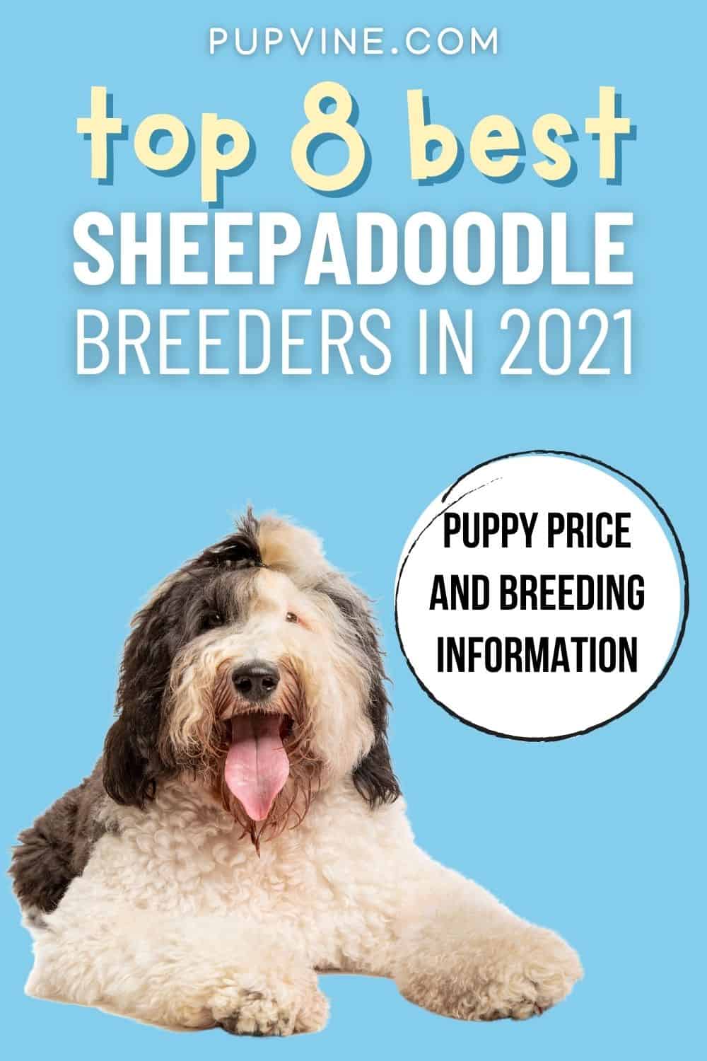 Los 8 Mejores Criadores de Sheepadoodle en 2021 – Precio del Cachorro e Información de Cría