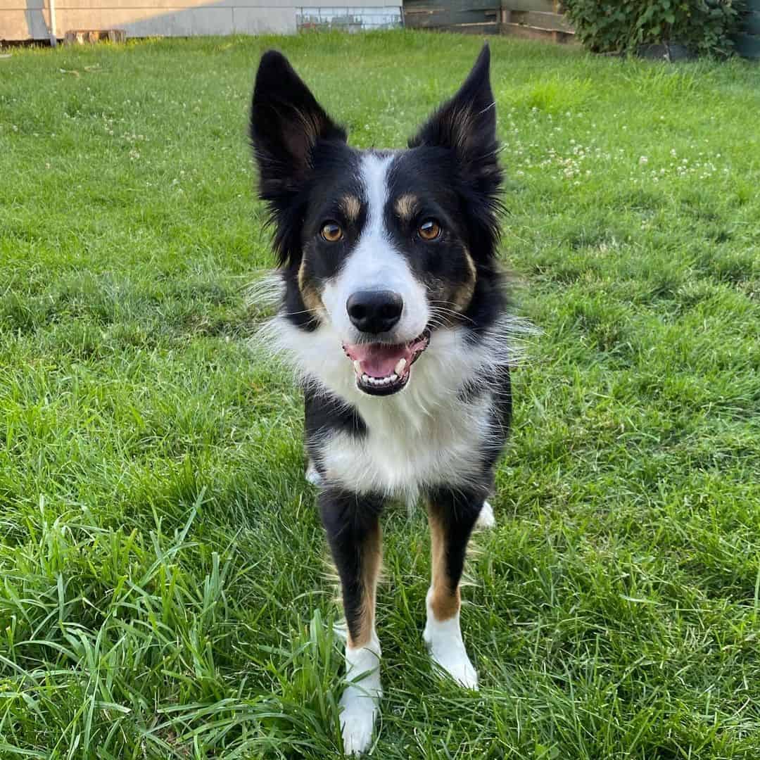Perro Border Collie Tri-Color