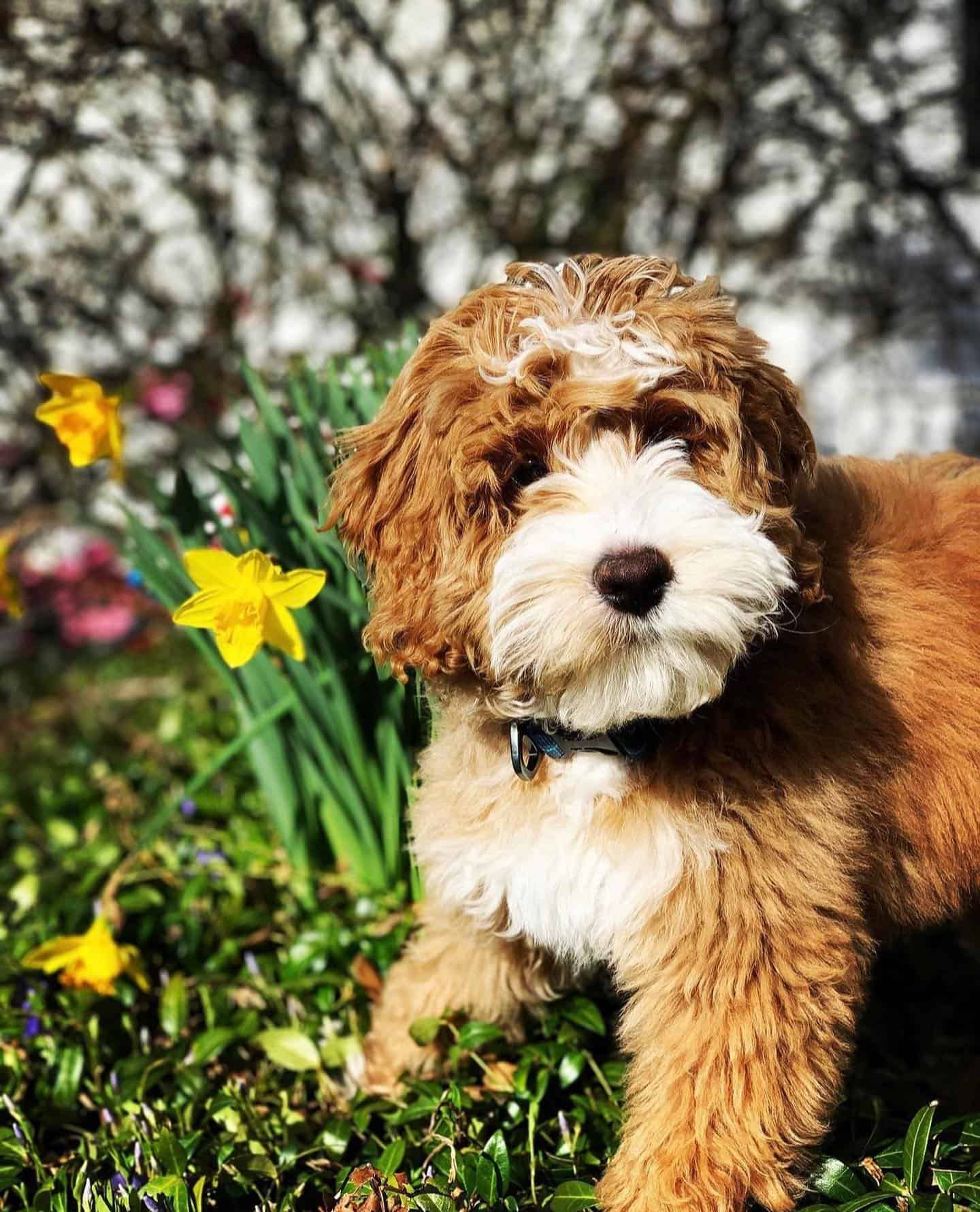 labradoodle esmoquin en el jardín
