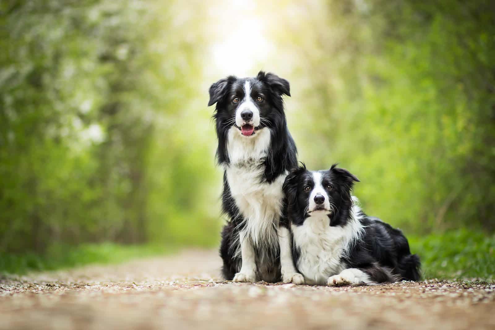 Dos adorables Border Collies blanco y negro
