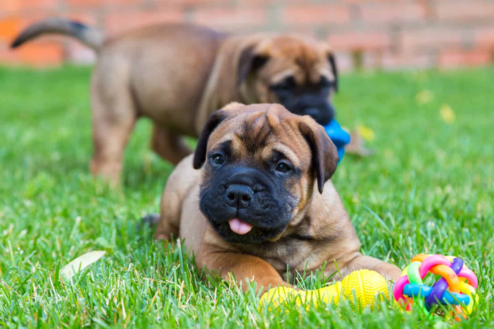Dos cachorros de Bullmastiff en un césped verde