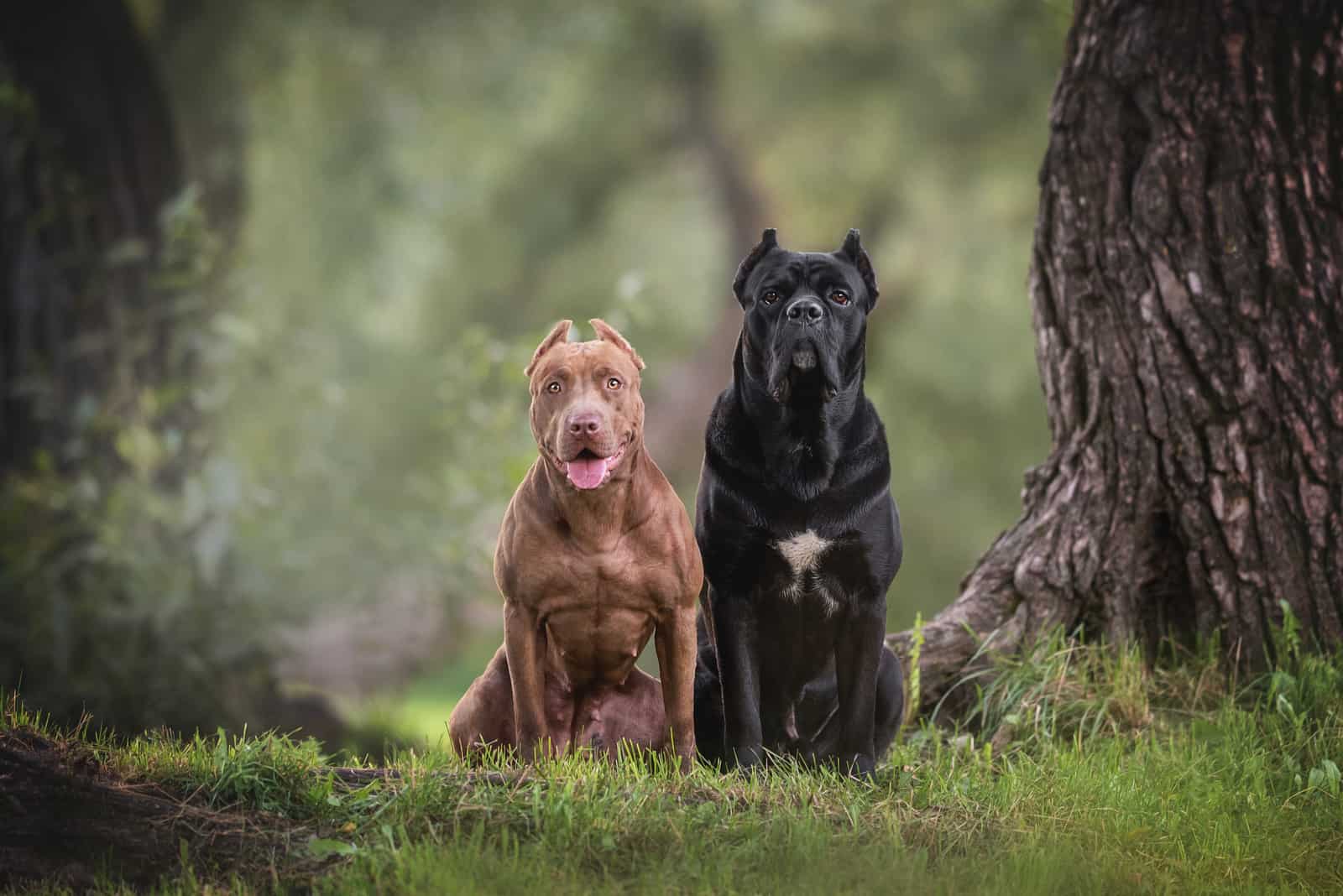 Dos Cane Corsos parados en la naturaleza