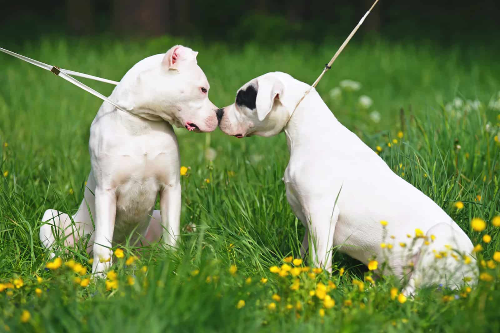 Dos perros Dogo Argentino sentados al aire libre en un césped verde y olfateándose mutuamente