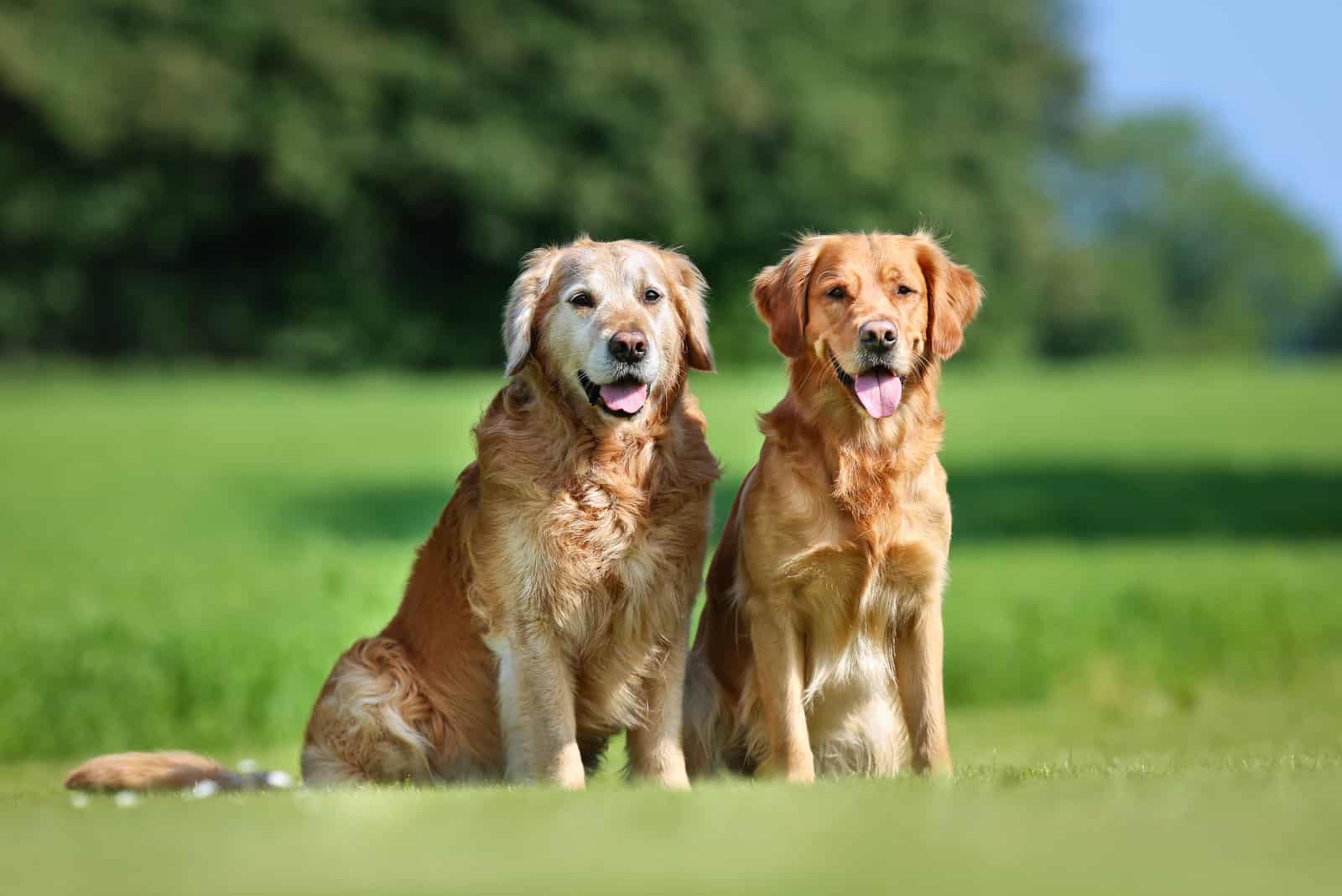 Dos Golden Retrievers sentados en césped