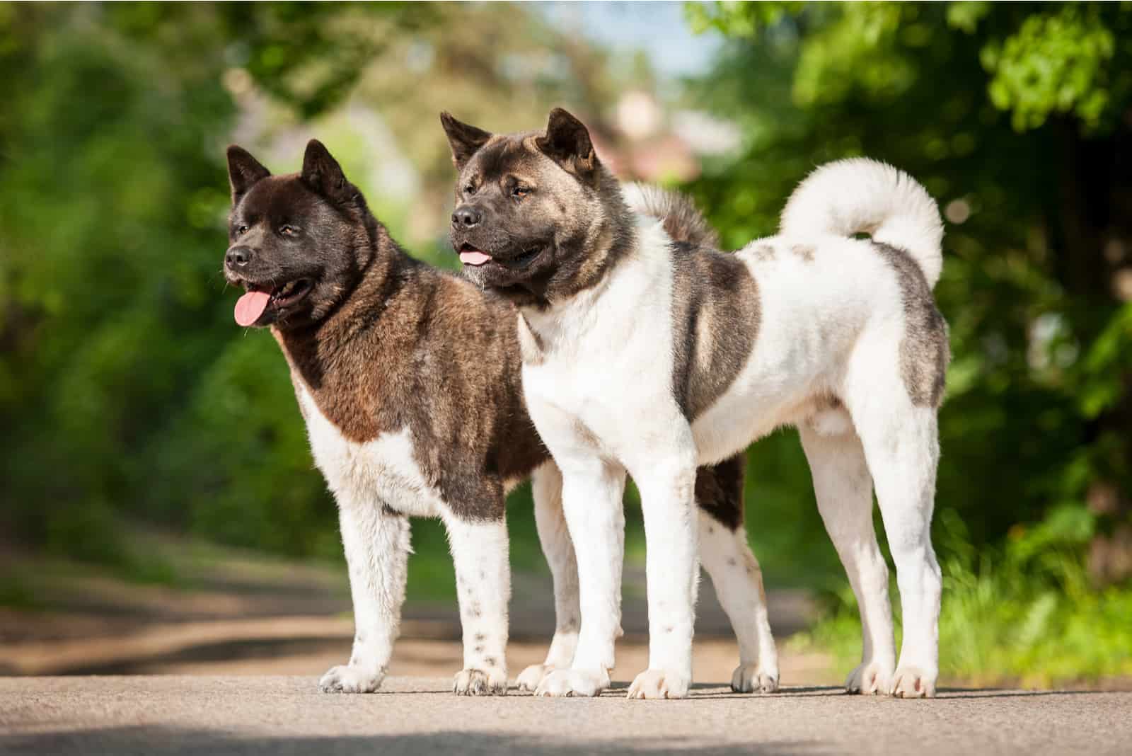 Dos akitas americanos
