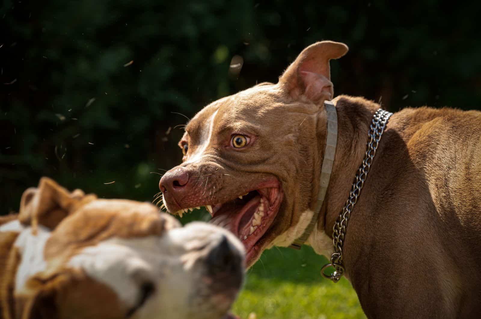 Dos perros amstaff terrier peleando