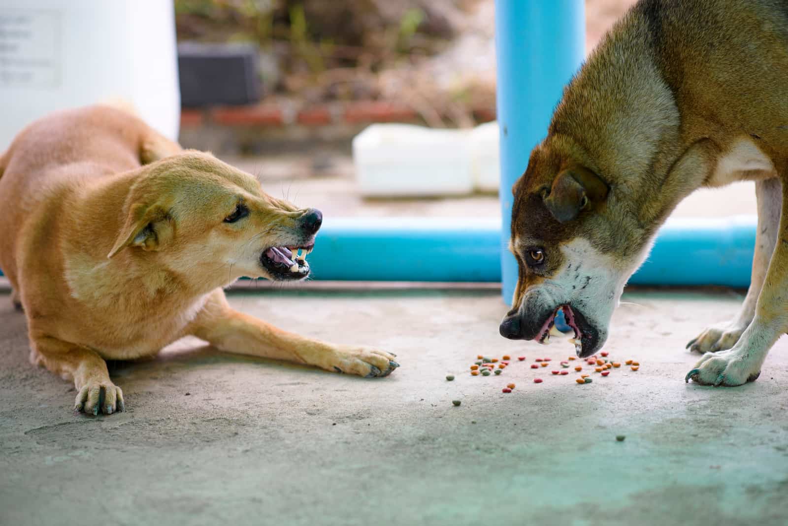 Dos perros se están mordiendo para competir por comida