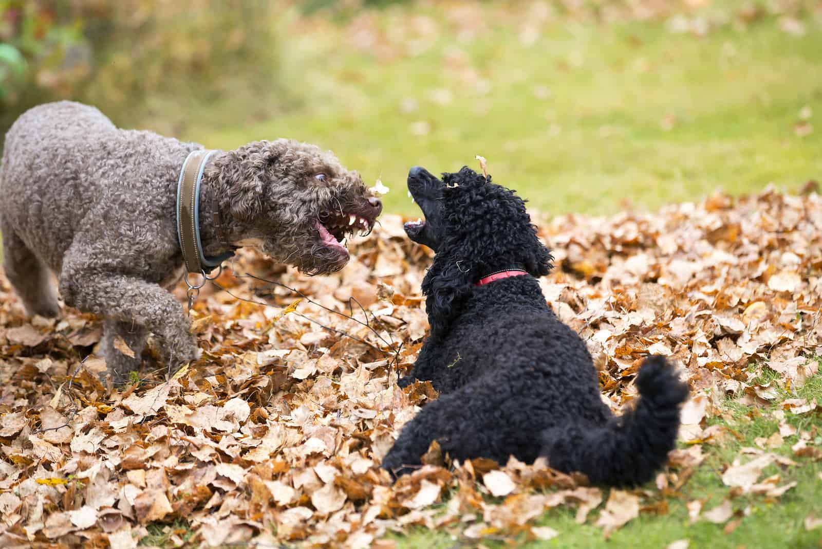 dos perros peleando al aire libre