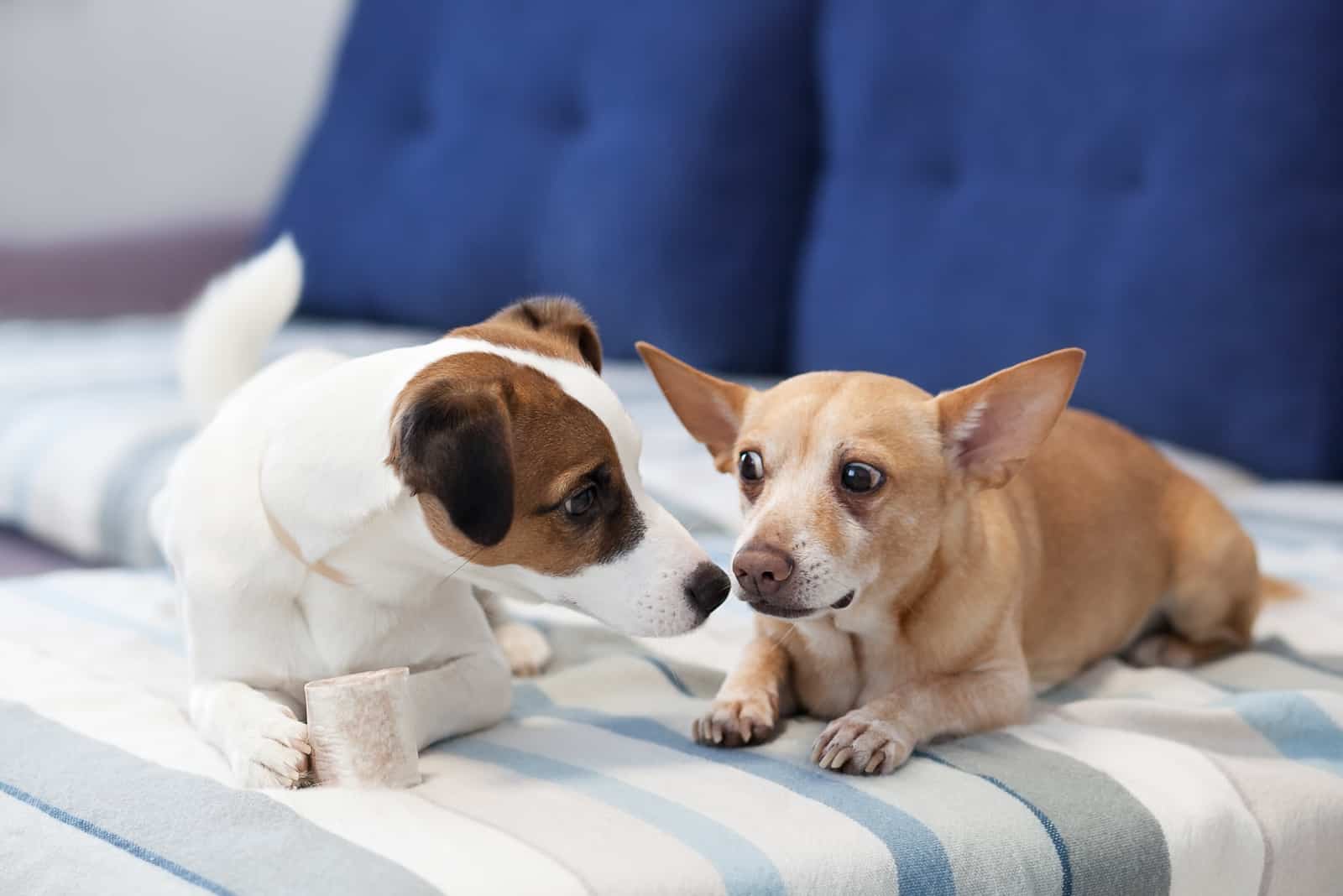 Dos perros sentados en un sofá compartiendo un hueso