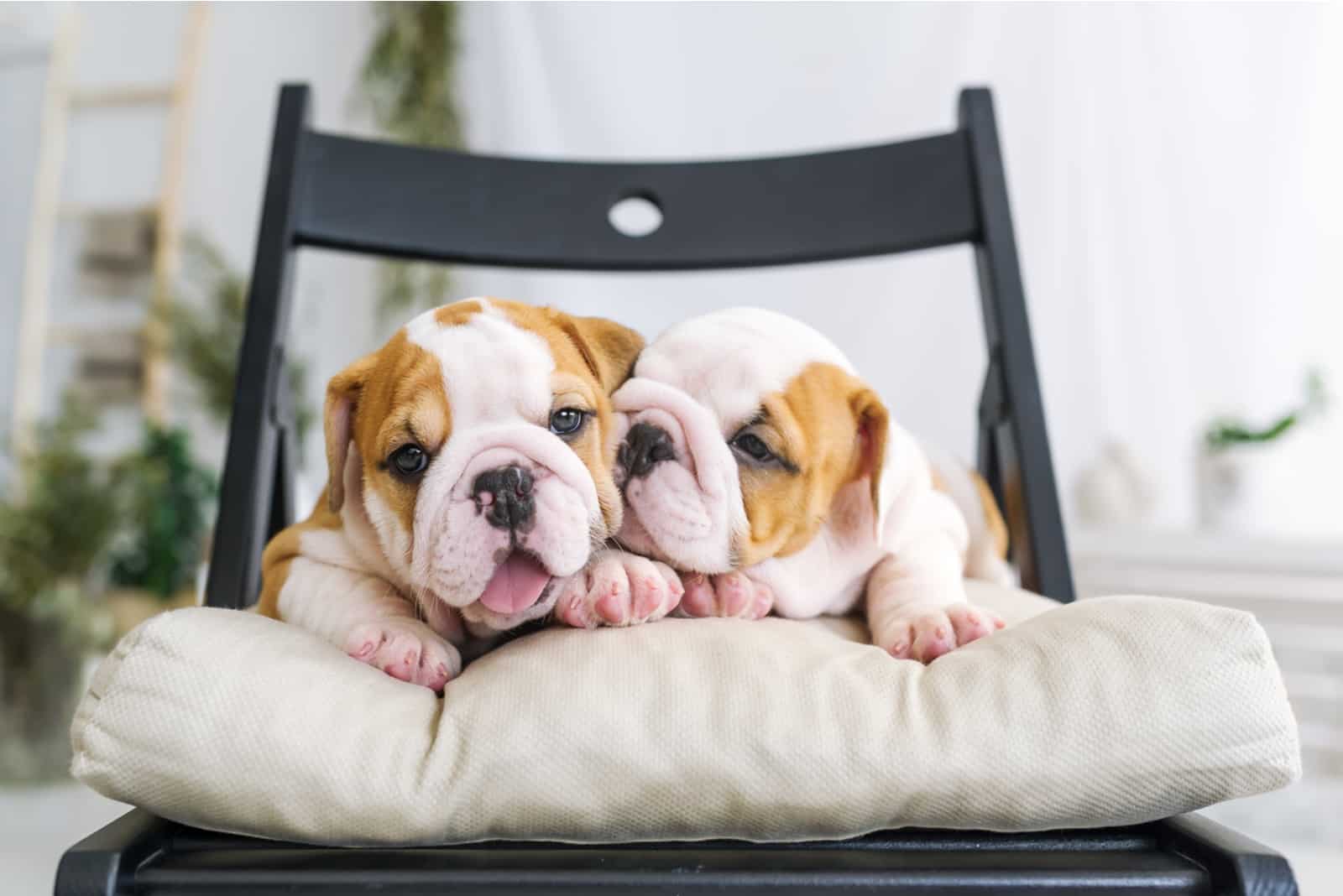 Dos cachorros de bulldog tumbados en una silla