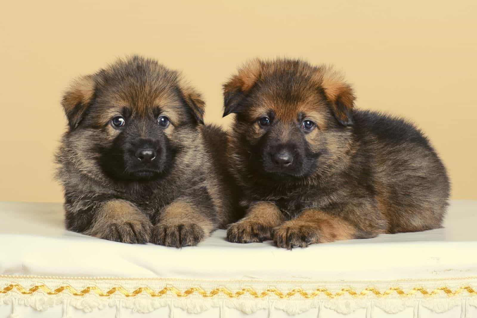 Dos cachorros sable de pastor alemán acostados uno al lado del otro