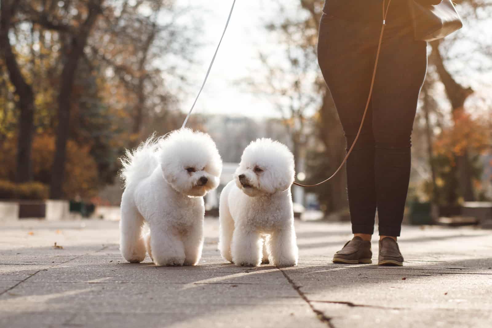 Dos pequeños cachorros de Bichon Frise en la calle