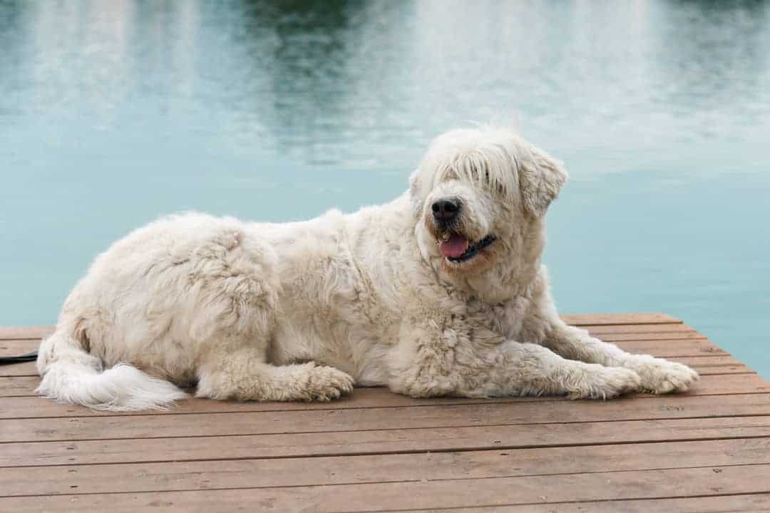 Perro Pastor Ucraniano