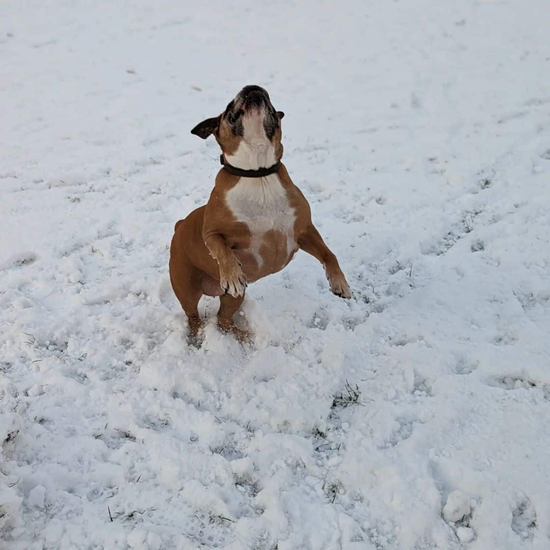 Bulldog Valley jugando en el jardín en la nieve