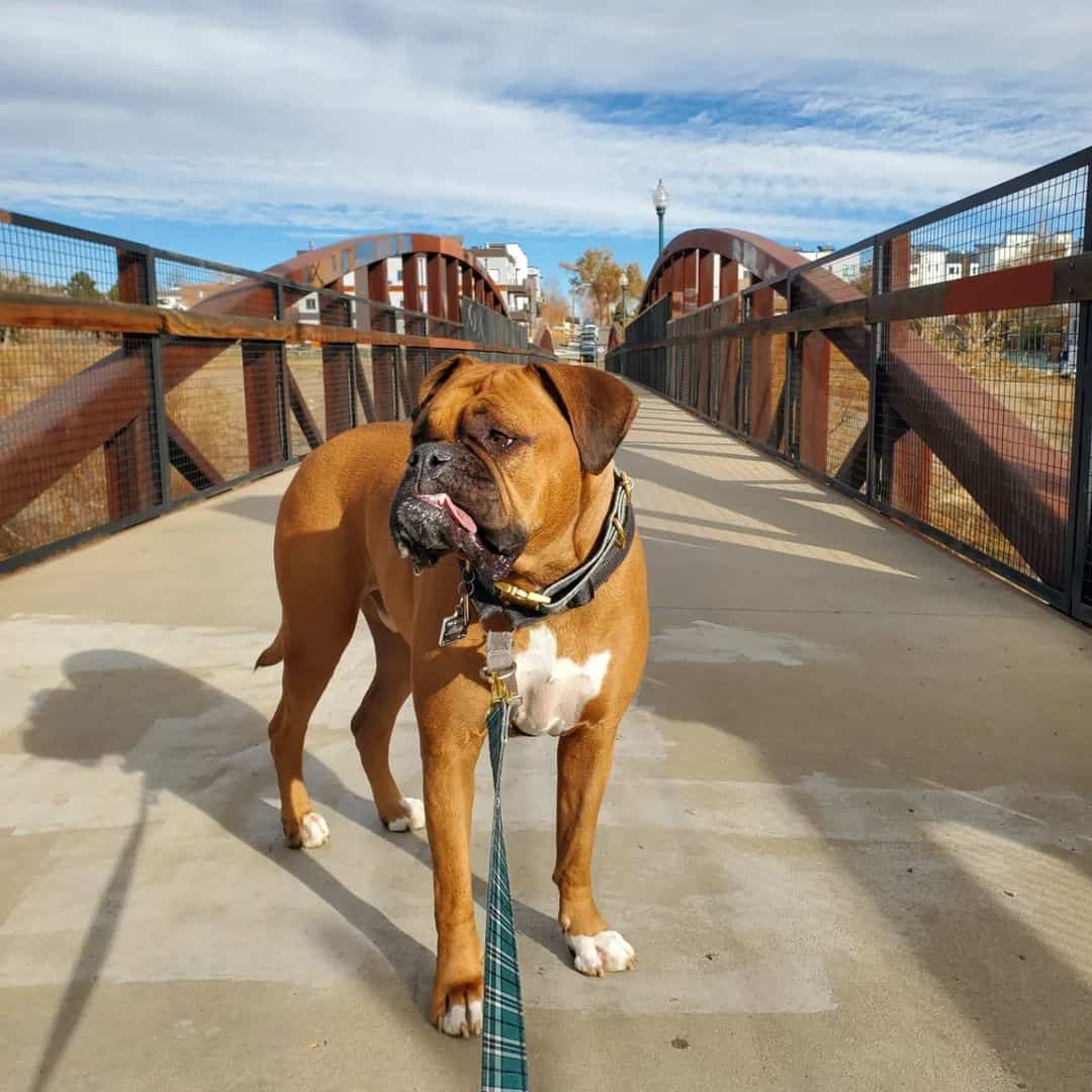 Bulldog Valley de pie en un puente con una correa