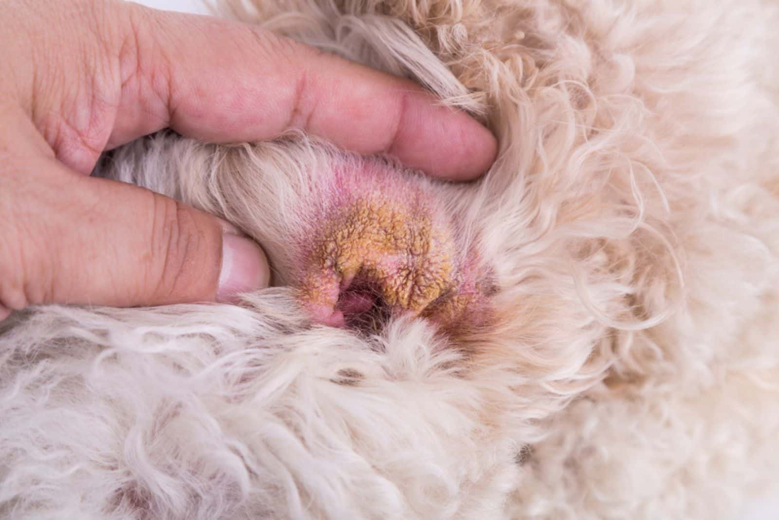Veterinario mostrando la piel seca del oído en un perro, sugiriendo síntomas de hematoma auricular