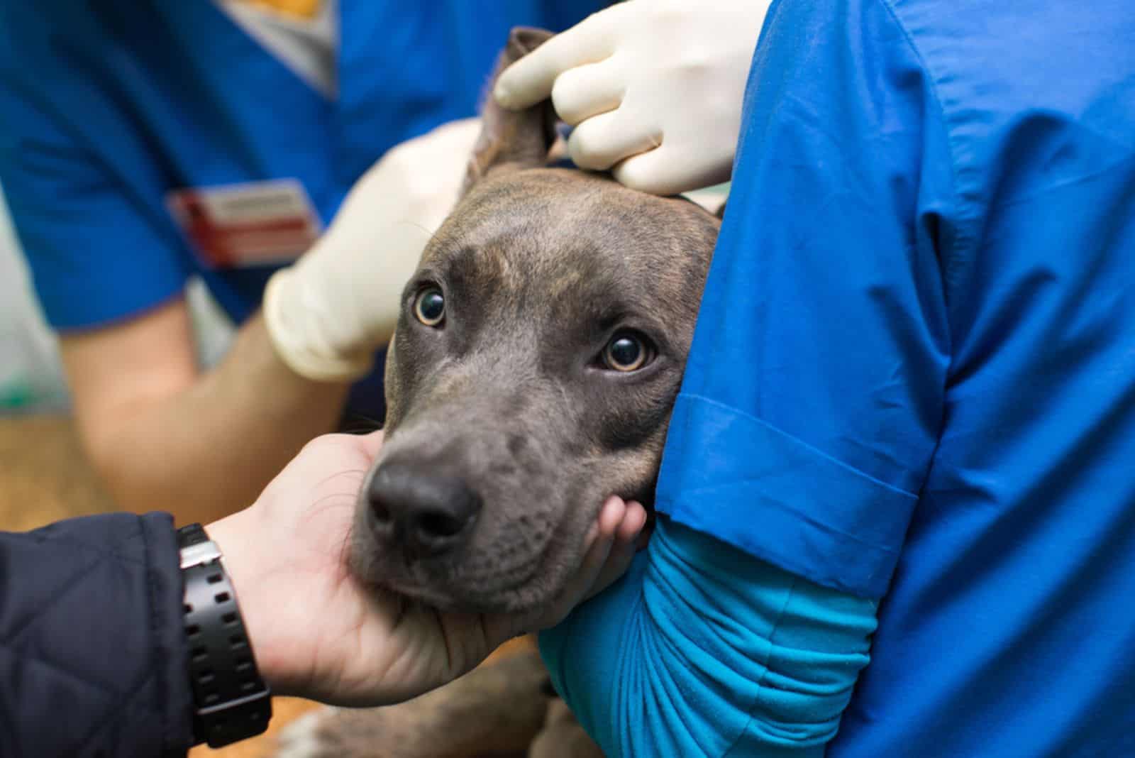 Inspección veterinaria de las orejas del perro antes de la cirugía